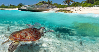 Destination Caraïbes de l'Ouest